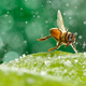 Illustration for article titled Can You Believe These Insect Fantasyland Photos Were Shot On Someone's Kitchen Table?